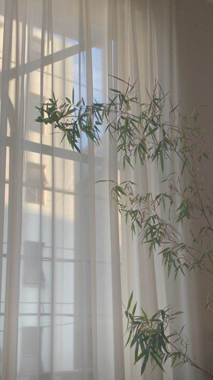 a bamboo plant in front of a window with sheer curtains