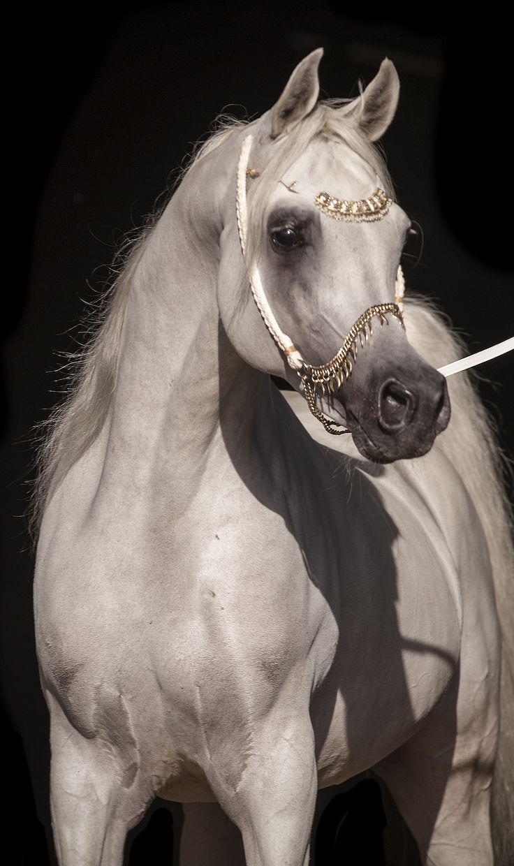 a white horse with gold decorations on it's head