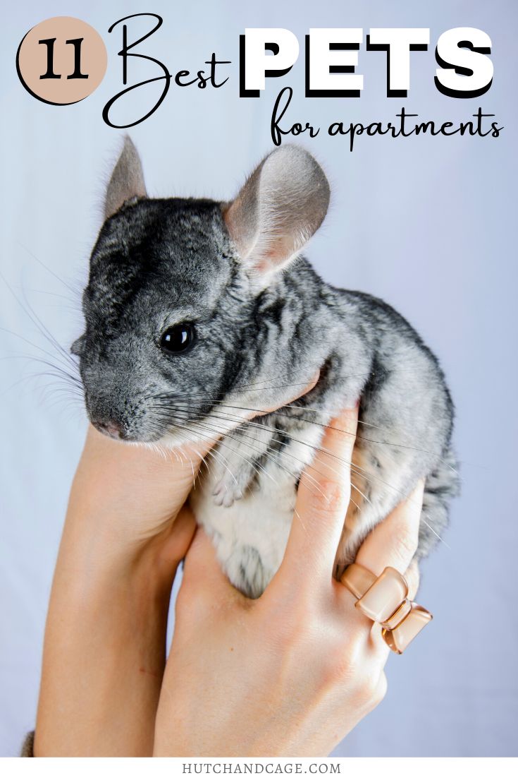 a person holding a small animal in their hands with the title 11 best pets for apartments