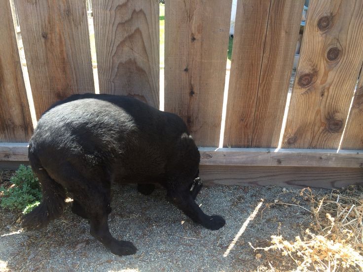 a large black bear standing next to a wooden fence