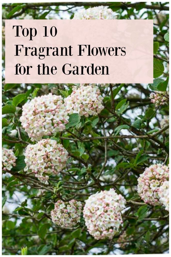 the top 10 fragrantt flowers for the garden is shown in pink and white