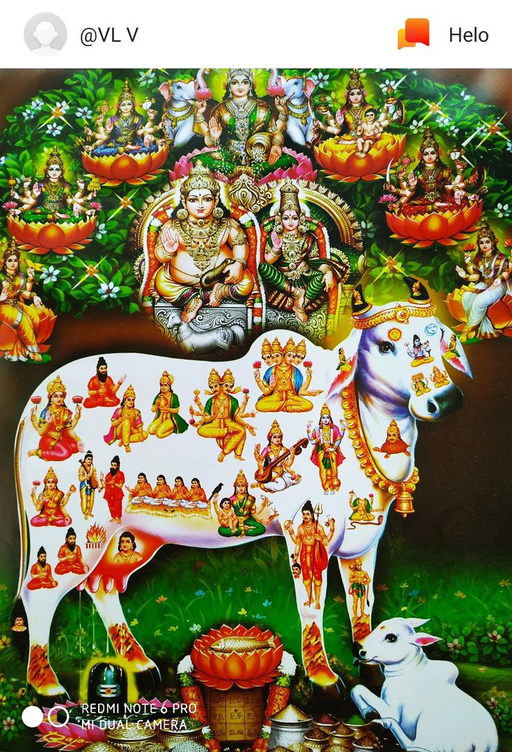 an image of a cow with many people around it