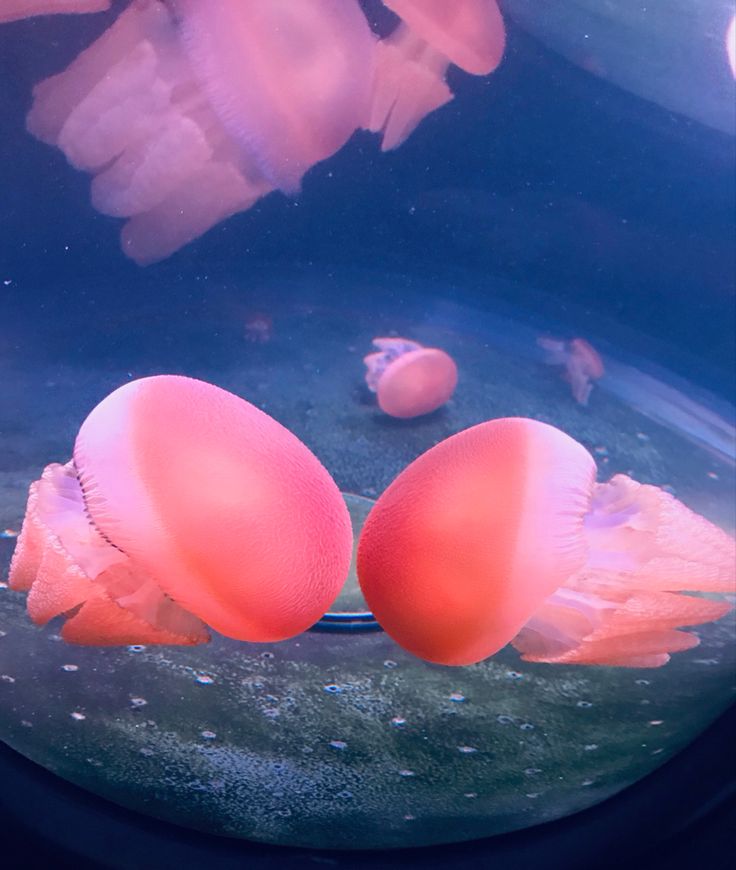 two orange jellyfish in an aquarium tank