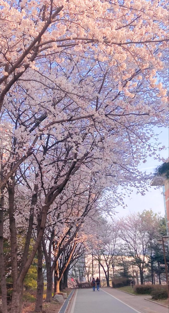 people are walking down the street under blossoming trees