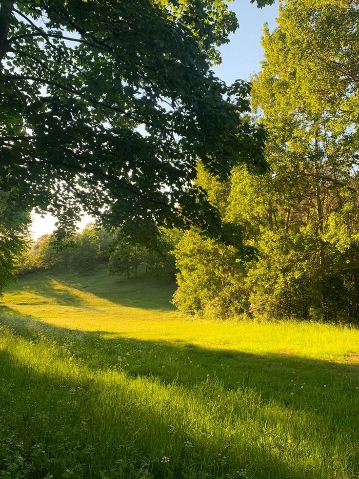 the sun shines through the trees and grass