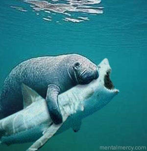 an elephant swimming in the water with a caption saying let's be friend