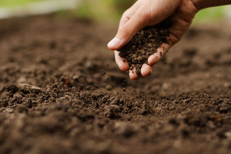 a person holding dirt in their hand over the soil that they are digging for something