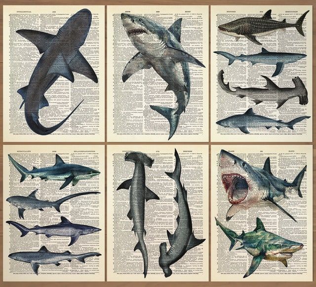 six different types of sharks on an old book page