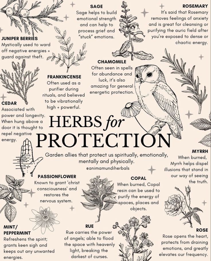 Herbs For Protection, Nervus Vagus, Green Witchcraft, Magic Herbs, Magical Herbs, Herbal Apothecary, Witch Spell Book, Herbal Healing, Herbal Magic