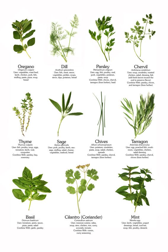 an image of culinary herbs that you can eat