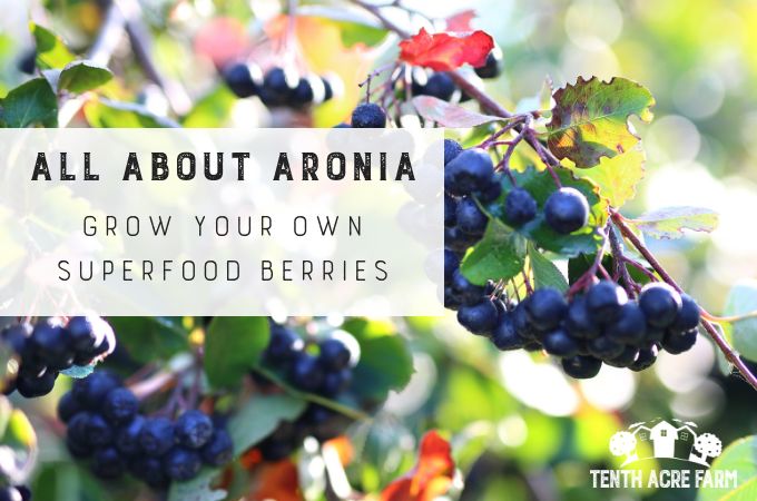 berries growing on the tree with text overlay that says all about arizona grow your own superfood berries