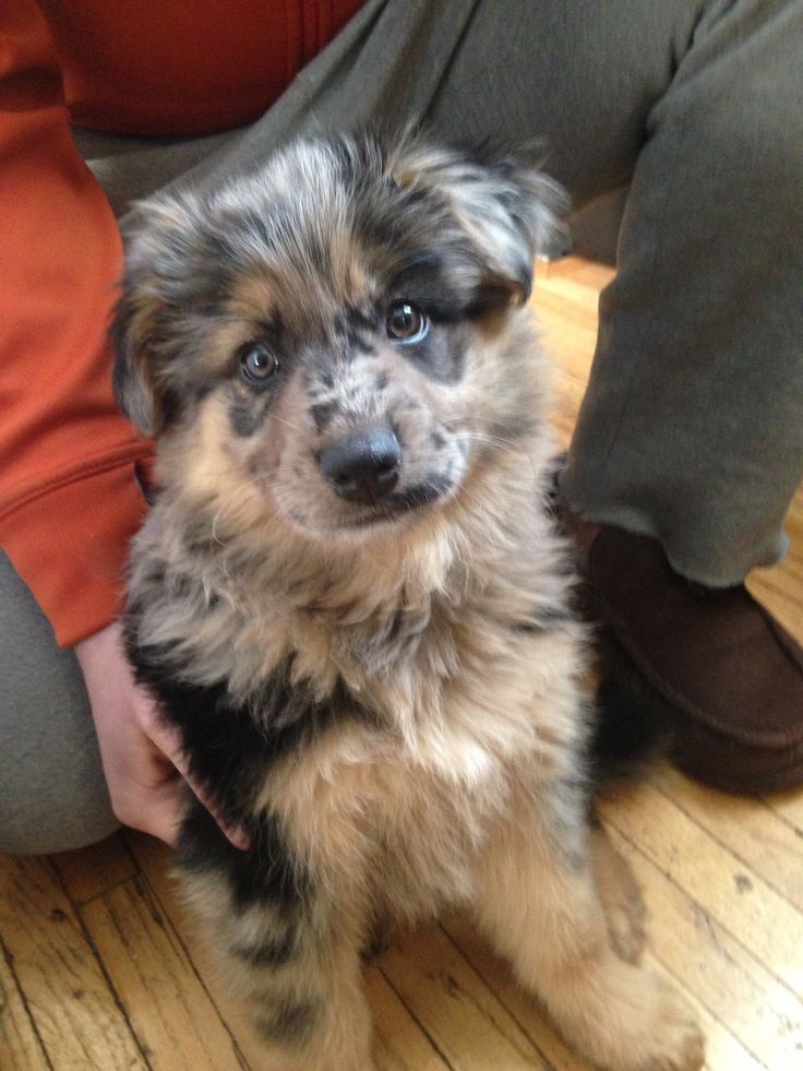 a small dog sitting on top of a wooden floor next to someone's legs