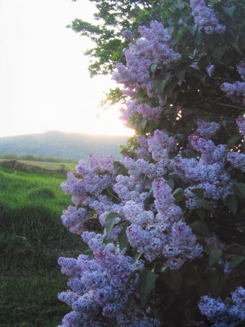 lilacs are blooming on the side of a hill