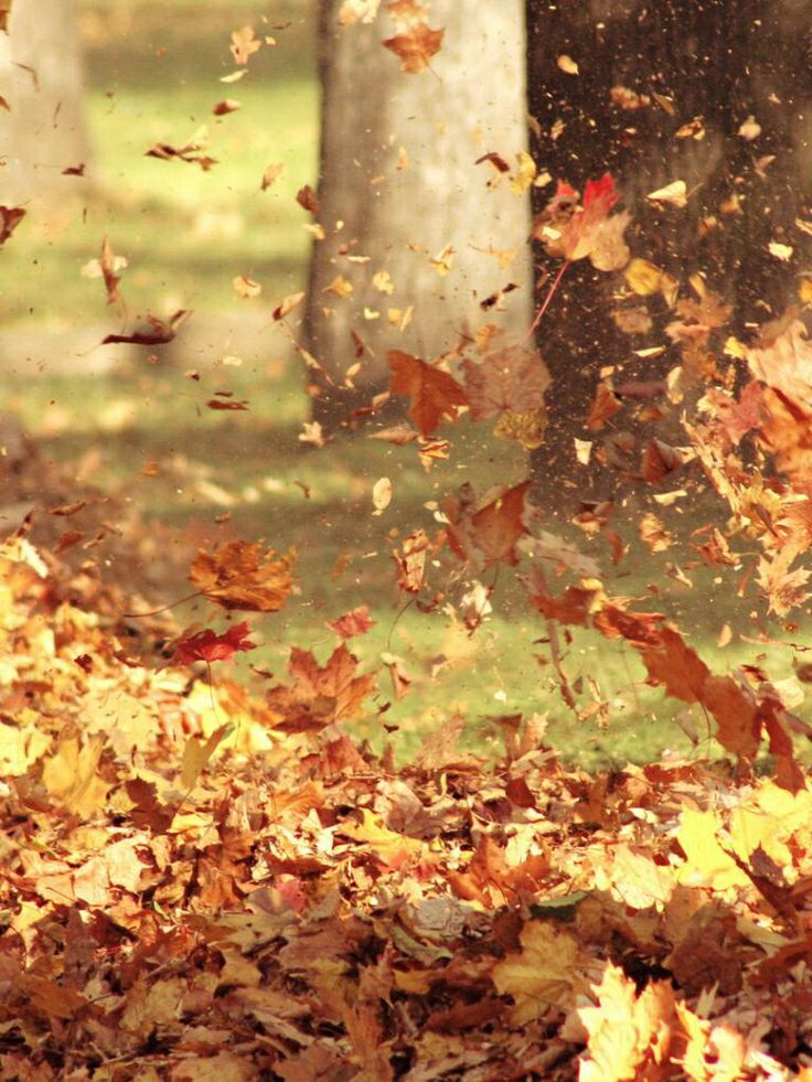 the leaves are falling from trees in the park