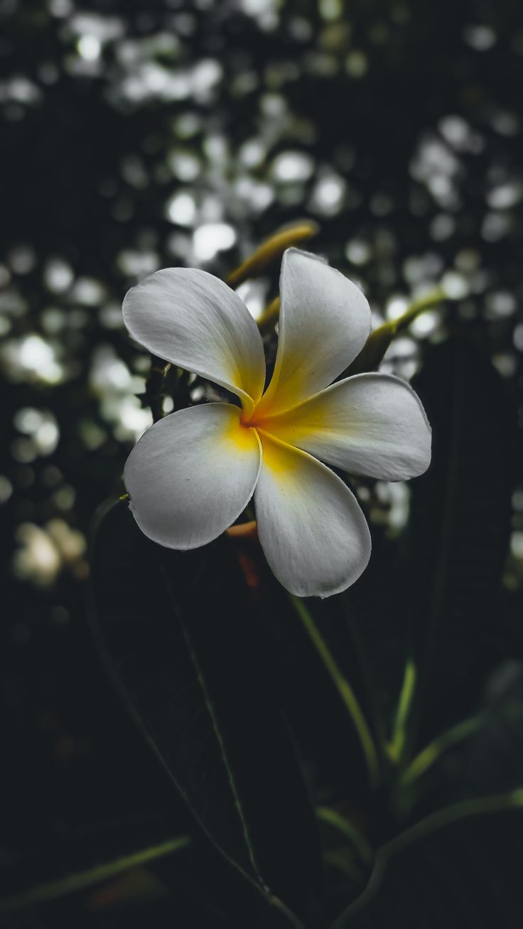 a white and yellow flower with green leaves in the background