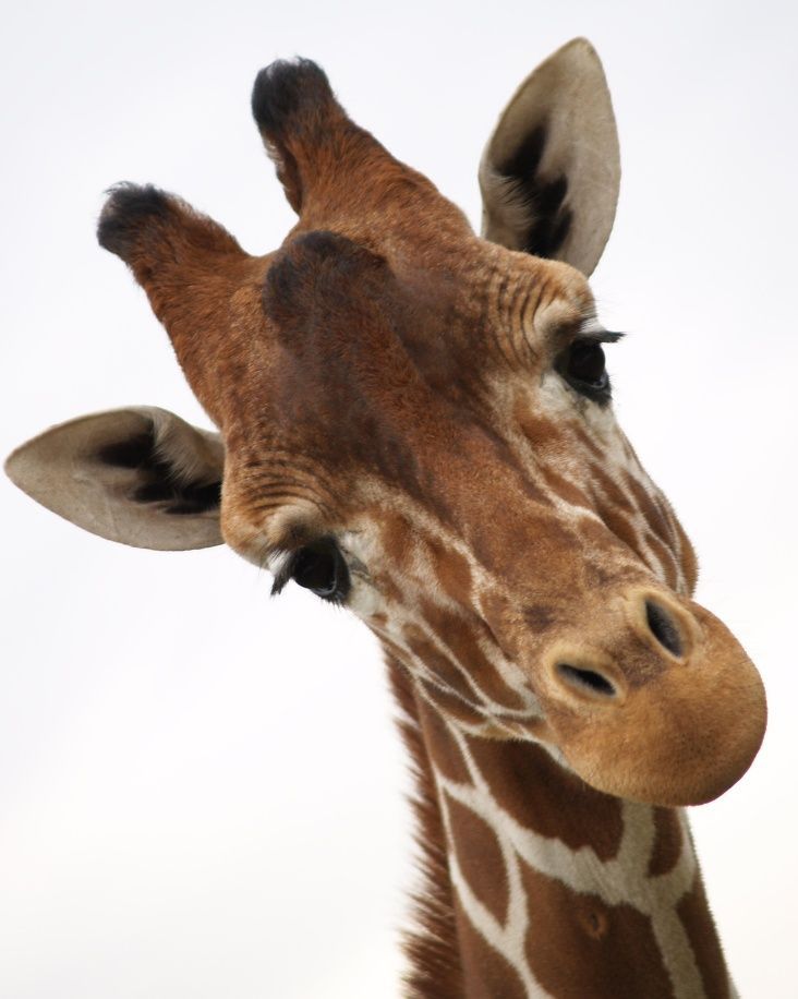 the head and neck of a giraffe against a white sky background with only one eye visible