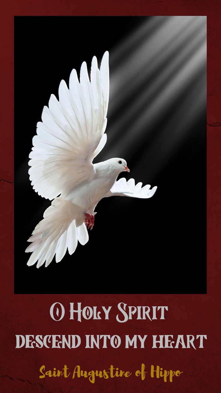 Holly Spirit, Pentecost Sunday, Holy Spirit Dove, Augustine Of Hippo, Dove Pictures, Dove Of Peace, Cross Jesus, Rays Of The Sun, Jesus Photo