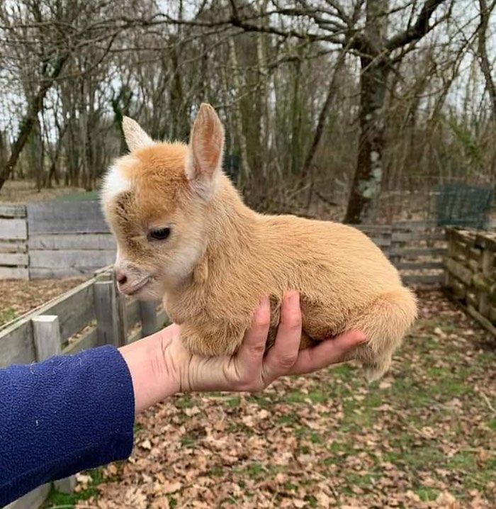 a small brown and white dog being held by a person in a fenced area