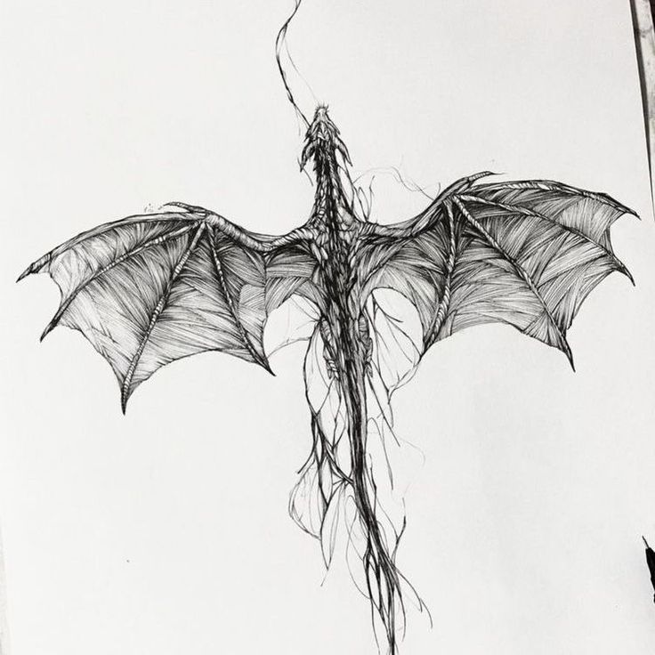 a drawing of a bat hanging upside down