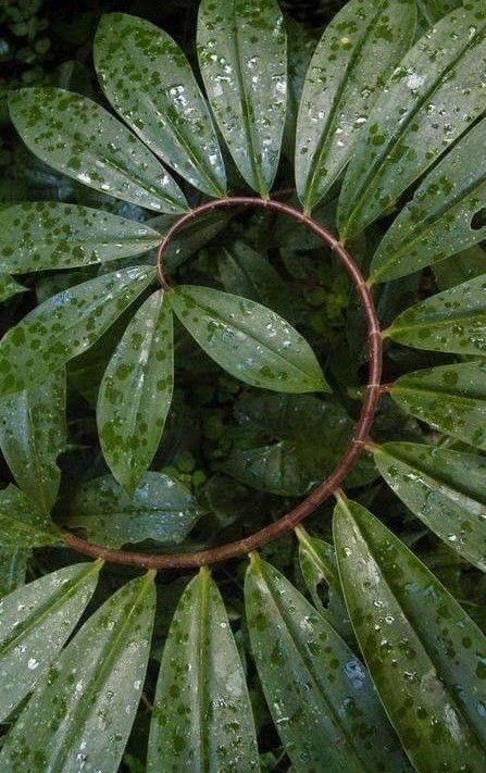 the top view of a green plant with water droplets on it