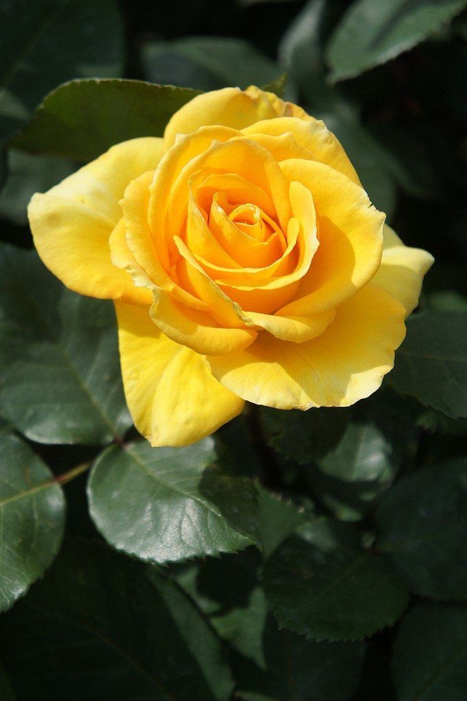 a yellow rose with green leaves in the background