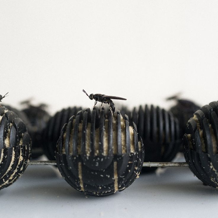 an insect is standing on top of some black and white balls with holes in them