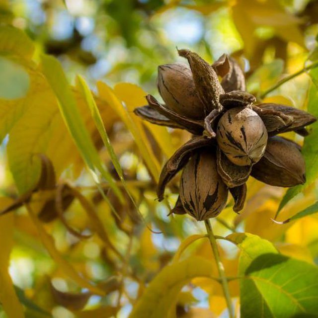 an unripe tree with nuts hanging from it's branches stock photo