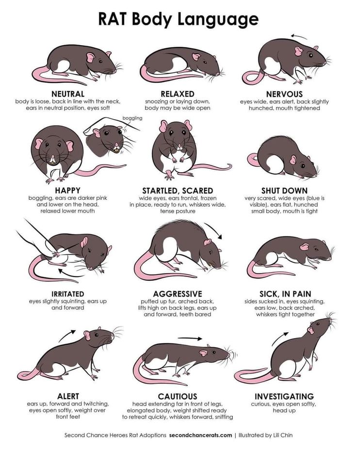 rat body language chart with instructions for the different types of mice and how to use them