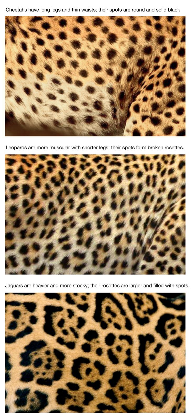 an animal print pattern is shown in three different ways, including black and brown spots