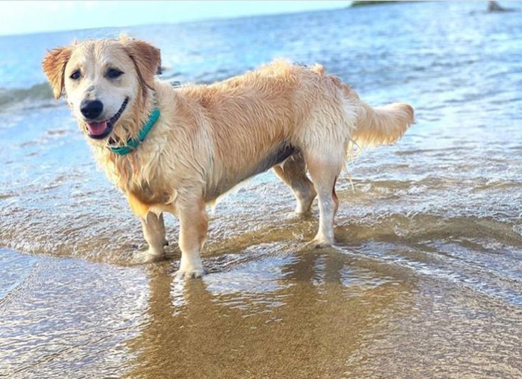 a dog is standing in the water at the beach