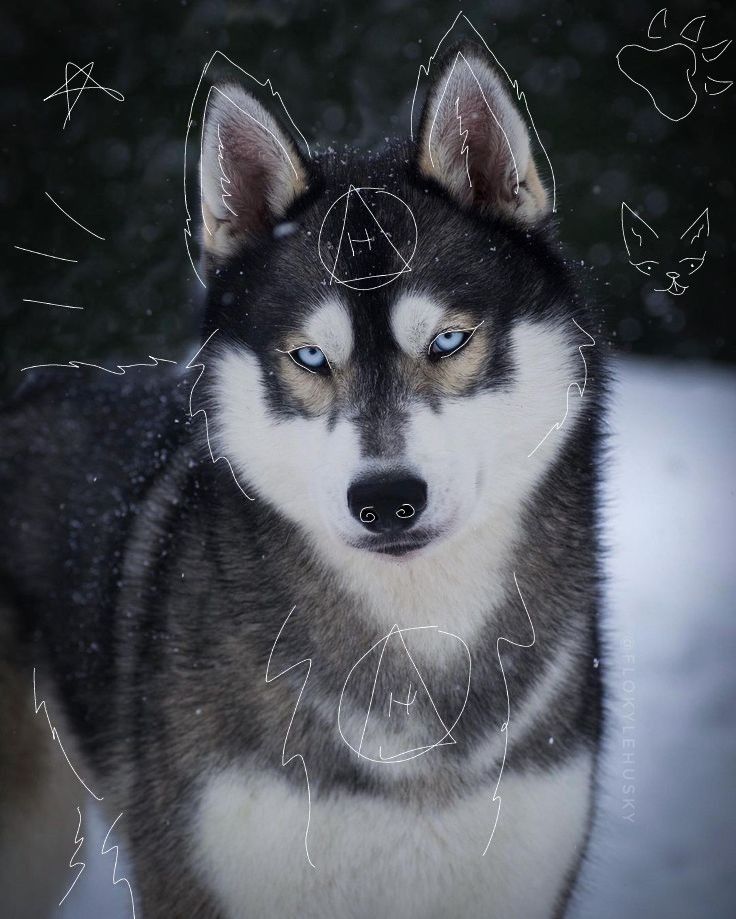 a husky dog standing in the snow with blue eyes and white markings on it's face