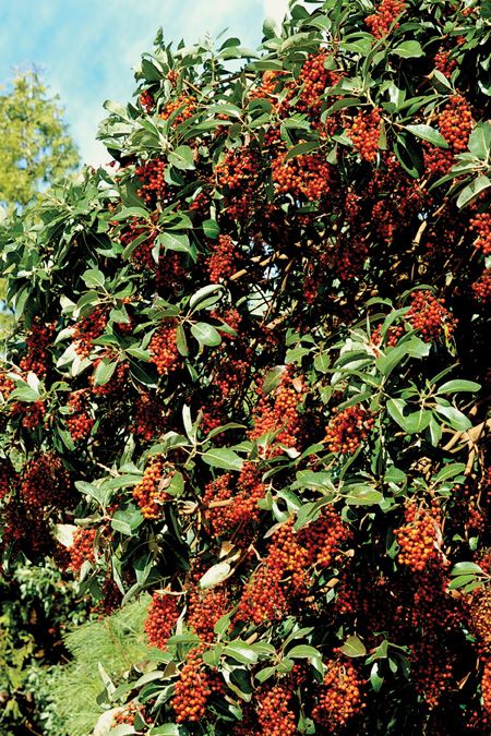 an orange tree with lots of red berries on it's branches and green leaves