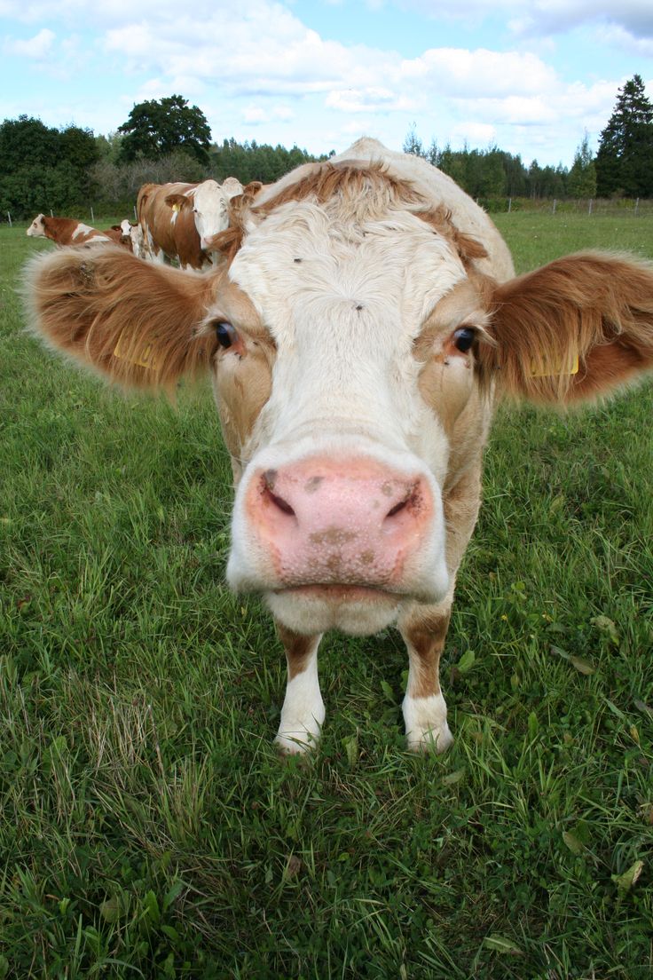 a brown and white cow standing on top of a lush green field