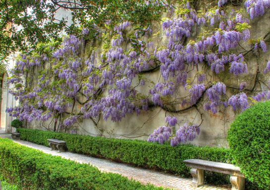 purple flowers are growing on the side of a stone wall in front of a bench