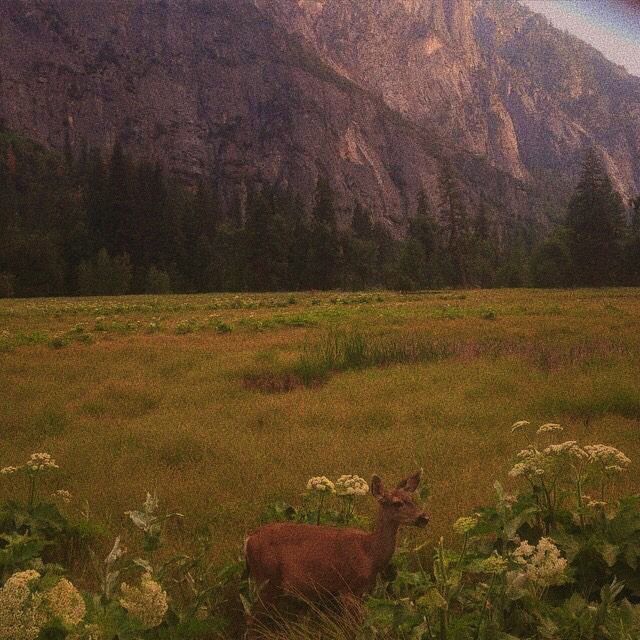 a deer standing in the middle of a lush green field with mountains in the background