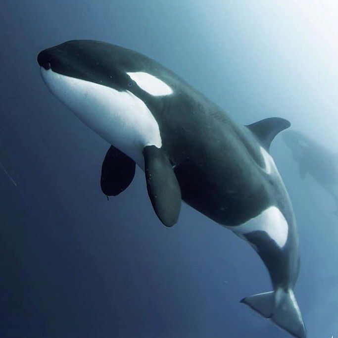 an orca jumping in the air with it's mouth open