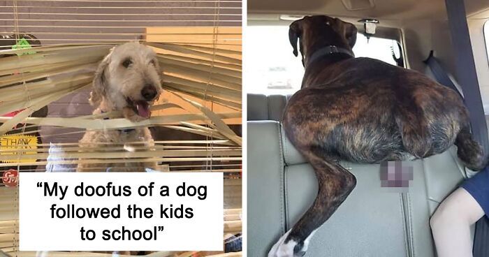 a dog sitting in the back seat of a car next to a photo of a boy and his dog