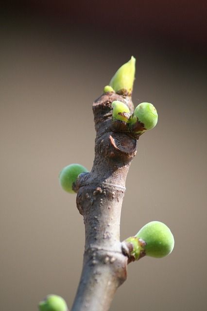 the buds on this tree are starting to turn green