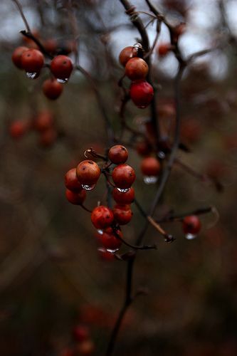 berries hanging from a tree with water droplets on them