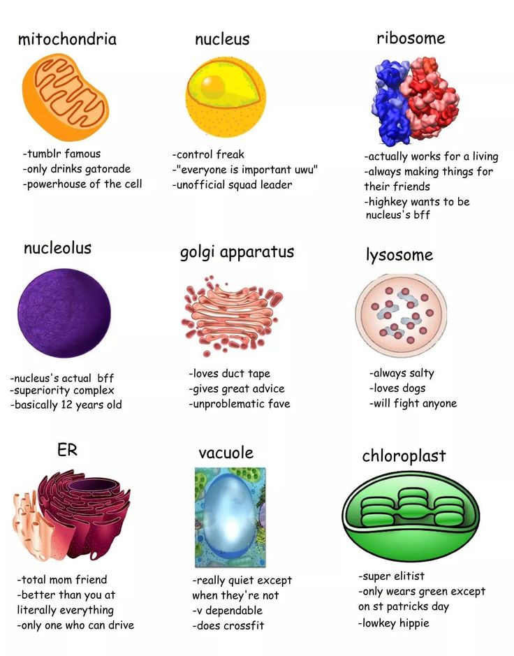 an image of different types of food and their names in english or german language, with pictures