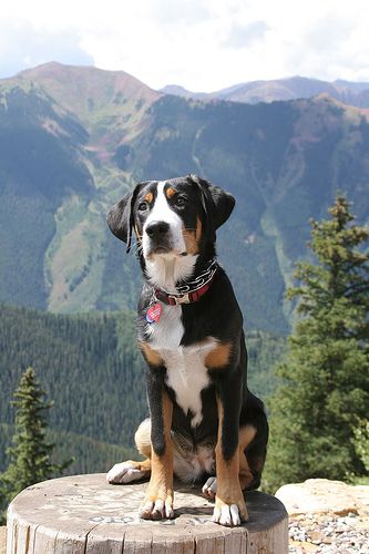 a dog sitting on top of a tree stump in front of some mountains and trees