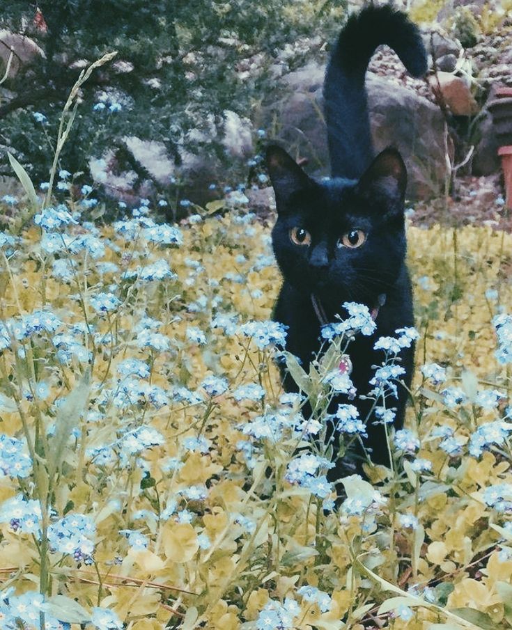 a black cat standing in the middle of blue flowers