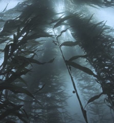 an underwater view of seaweed in the water with sunlight coming through it's branches