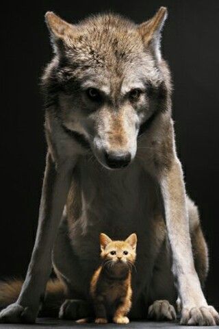 a wolf standing next to a kitten on top of a black background with the caption i has back up