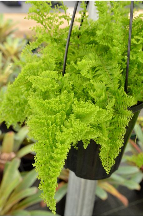 some green plants hanging from a metal pole in a planter filled with other plants