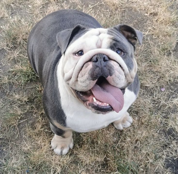 a black and white dog standing on top of a grass covered field with its tongue hanging out