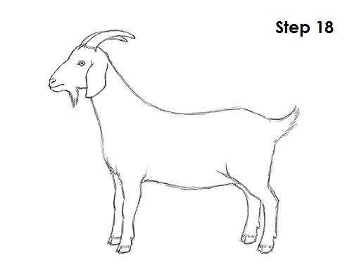 Goat Drawing 18 Draw A Goat, Goats Drawing, Goat Drawings, How To Draw A Goat, Goat Pictures, Goat Artwork, Goat Sketch, A Goat Drawing, Draw Goat Easy