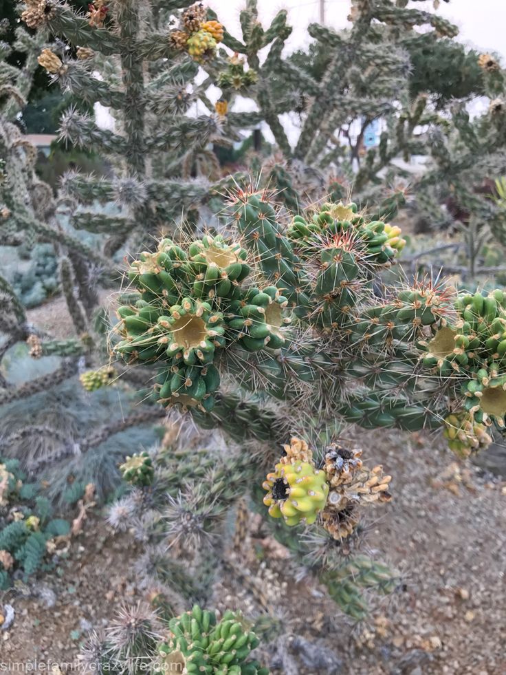 a cactus with many small green flowers on it