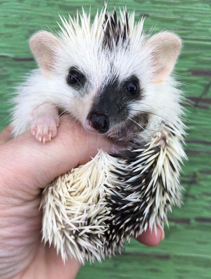 a hand holding a small white and black hedgehog in it's right arm