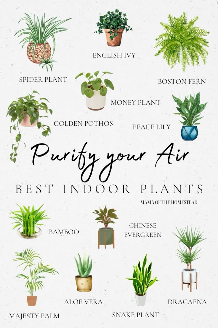 an illustrated guide to potting your air plants